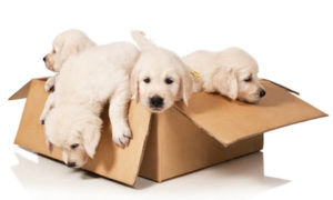 moving furniture and pets ponsonby